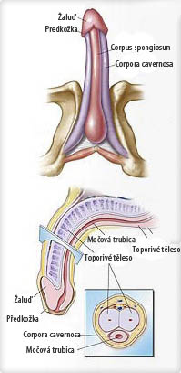 Graphic of penis